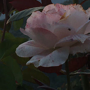 Meet your Posher, Tatum